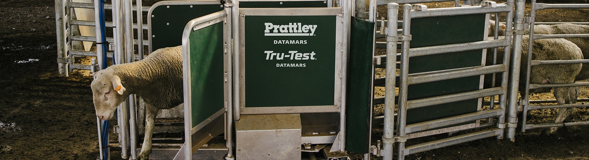 Sheep walking through a Prattley handling system